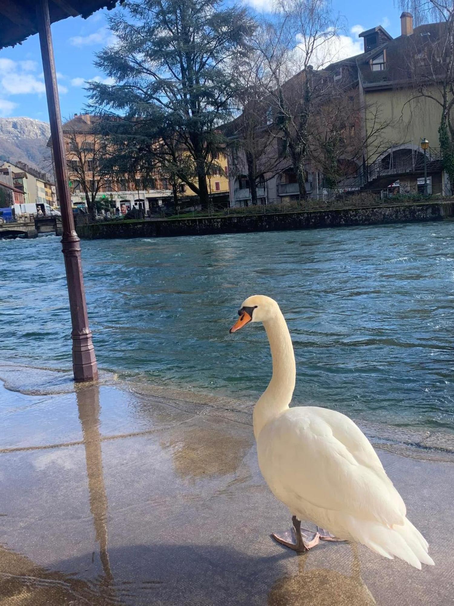 La Petite Venise Des Alpes, Ultra Centre 1 A 5 Pers Apartment Annecy Bagian luar foto